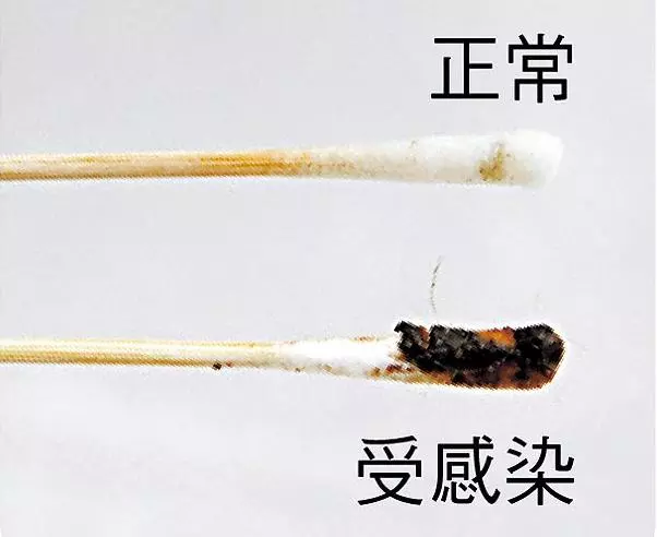 蟲也會長進狗耳?在家清潔狗狗耳朵,可按這4個步驟