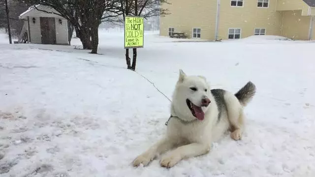 哈士奇不能呆雪地?獸醫主人吐槽:別瞎操心,你們根本不懂二哈