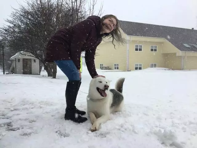 哈士奇不能呆雪地?獸醫主人吐槽:別瞎操心,你們根本不懂二哈