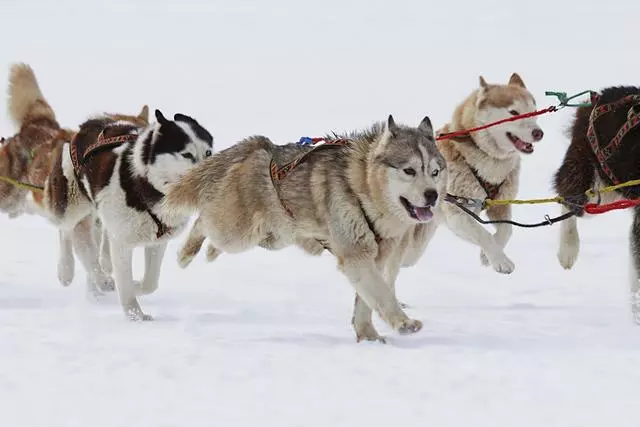 哈士奇不能呆雪地?獸醫主人吐槽:別瞎操心,你們根本不懂二哈