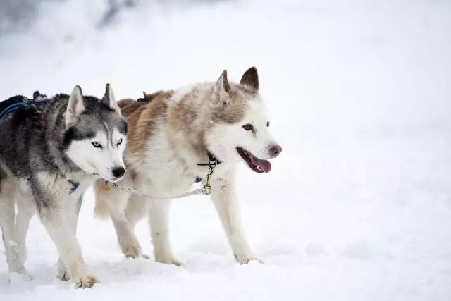 哈士奇不能呆雪地?獸醫主人吐槽:別瞎操心,你們根本不懂二哈