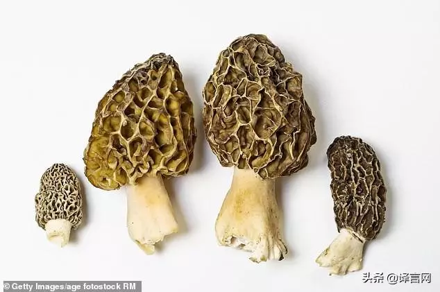 米其林餐廳吃死人,再可口的食材也可能一秒奪命