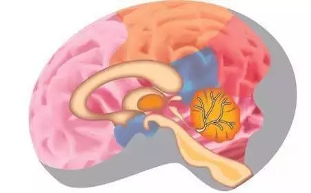 每天早晚活動一次,防止腦衰老、腦萎縮,方法超簡單,每個人都做得到!!