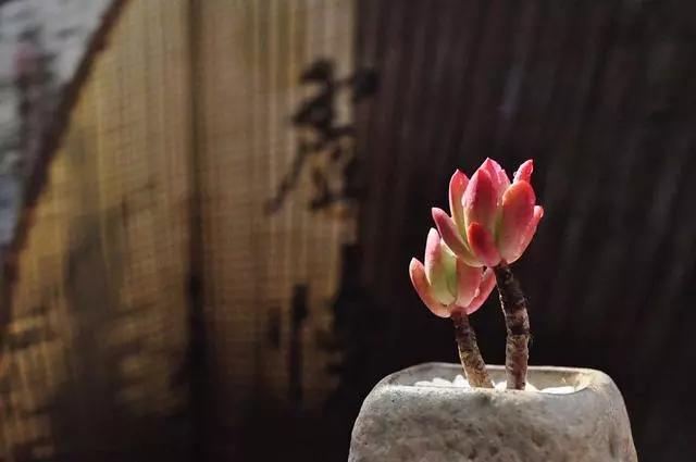 前世不相欠,今生不相見,所有遇見都是一種償還