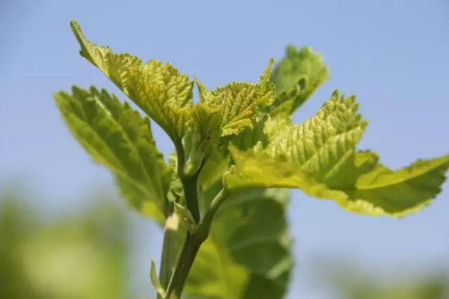 它們是「天然胰島素」!糖友們照著吃,可擺脫藥物困擾!分享給家裡的爸媽。