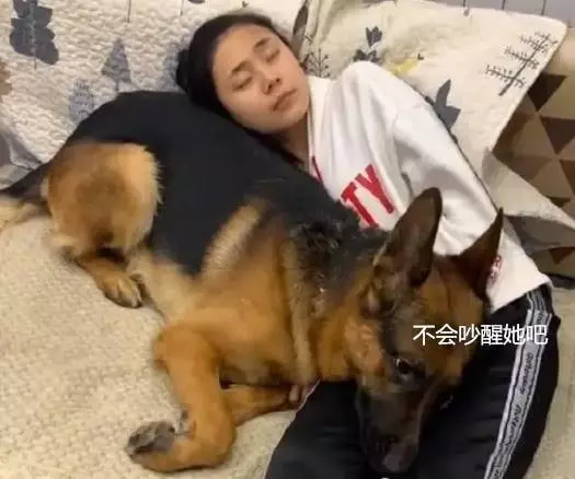 狗狗雖然不會說話,但對主人滿滿的愛意都在行動里!