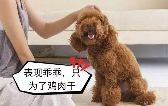 狗狗雖然不會說話,但對主人滿滿的愛意都在行動里!