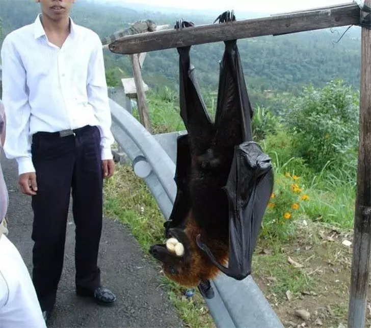 20隻「以為只會在童話故事看到的」超神奇動物 比狗大隻還會爬樹的螃蟹看過嗎?