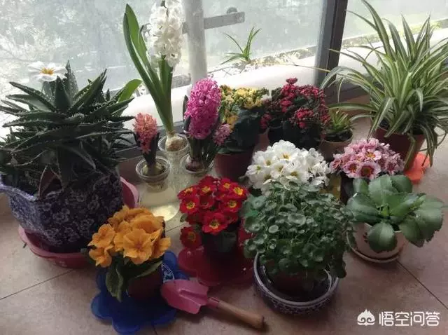 不會養花的人如何讓家裡綠意盎然?