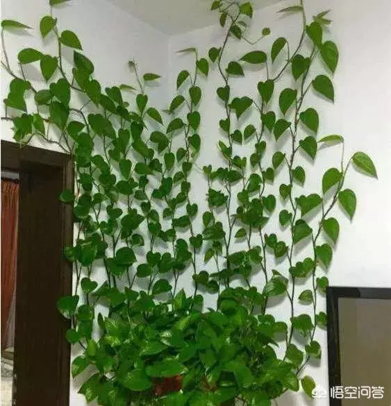 不會養花的人如何讓家裡綠意盎然?