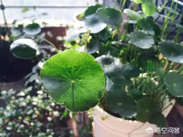 不會養花的人如何讓家裡綠意盎然?