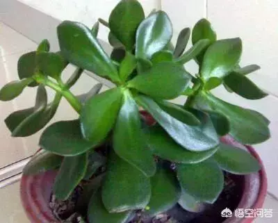 不會養花的人如何讓家裡綠意盎然?