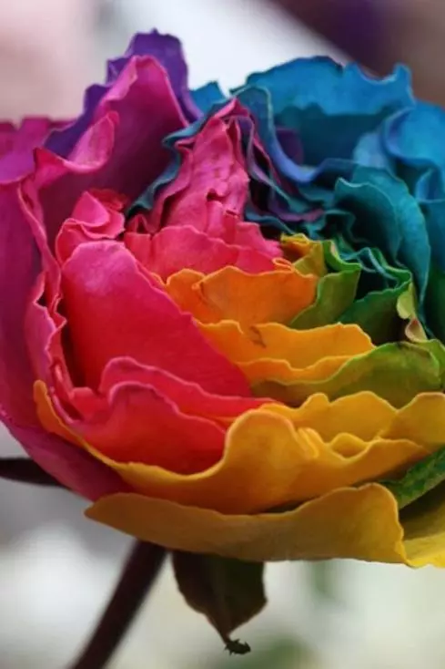 2019不可錯過的「The Flower:心動充電站」主題展