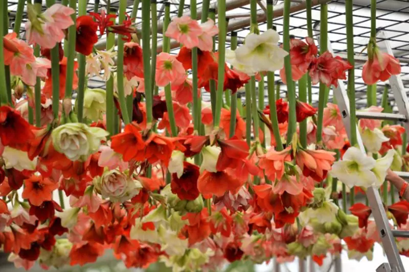 2019不可錯過的「The Flower:心動充電站」主題展