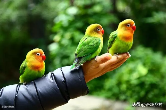 世界上最聰明的動物排行榜!