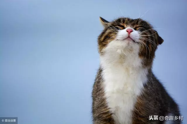 世界上最聰明的動物排行榜!
