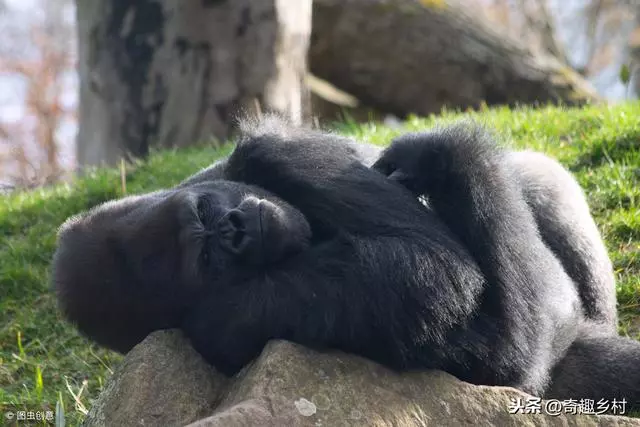 世界上最聰明的動物排行榜!