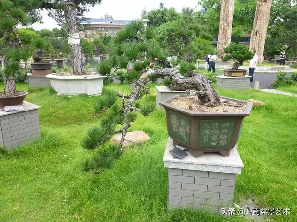 【盆景技藝】嘗試盆景不換土