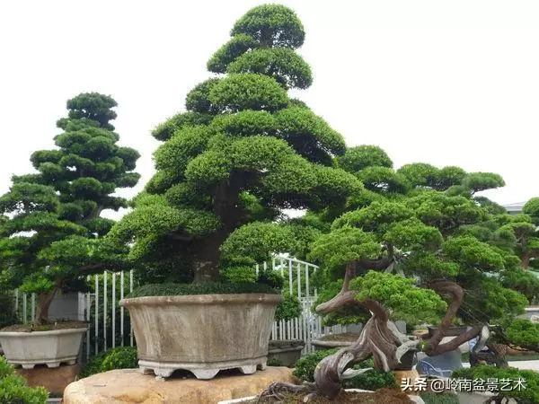【盆景技藝】嘗試盆景不換土