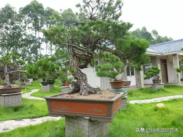 【盆景技藝】嘗試盆景不換土