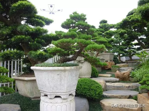 【盆景技藝】嘗試盆景不換土