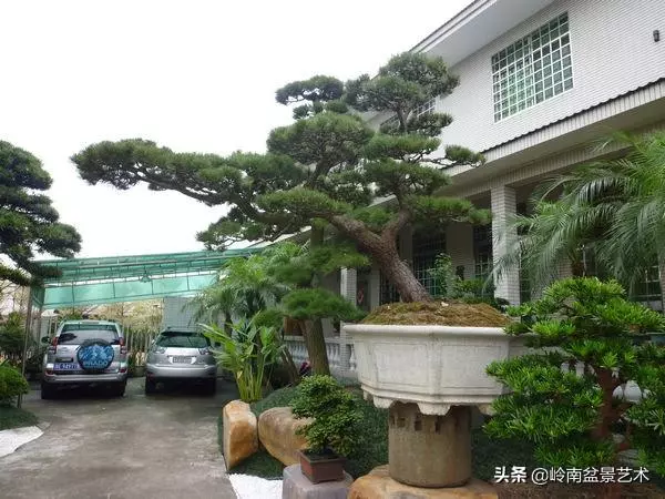 【盆景技藝】嘗試盆景不換土