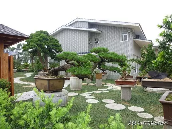 【盆景技藝】嘗試盆景不換土