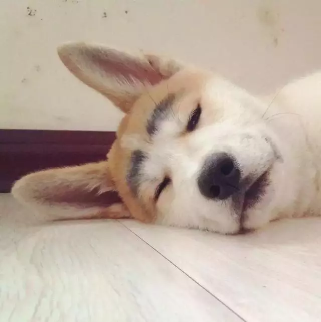養狗的人表面光鮮亮麗,背後不知道撿過多少屎。