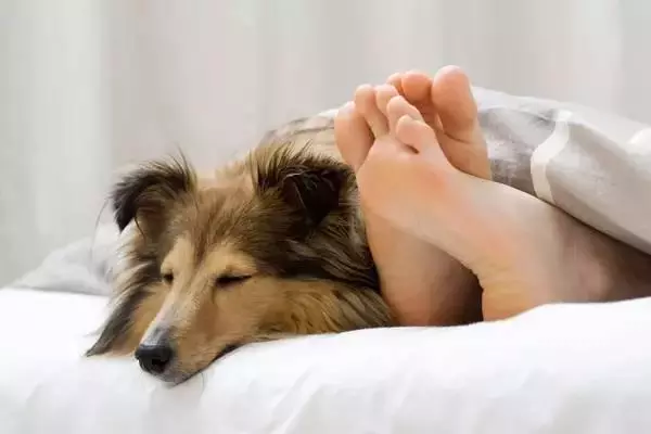 為什麼那麼多人喜歡狗?20個理由回答你...