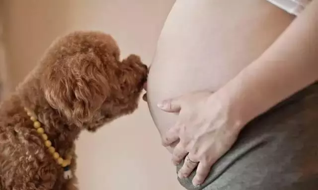 為什麼那麼多人喜歡狗?20個理由回答你...