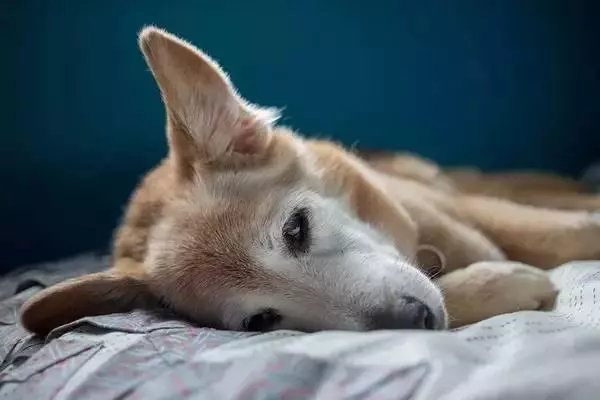 為什麼那麼多人喜歡狗?20個理由回答你...
