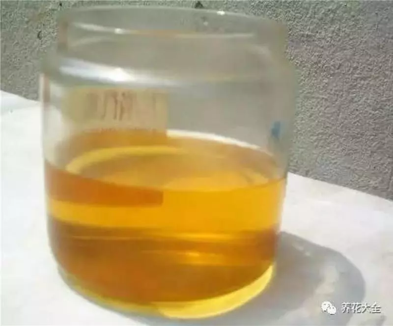 花 盆 裡 面 滴「1 滴 油」,花 1 個 月 就 爆 盆,10 年 不 黃 葉!