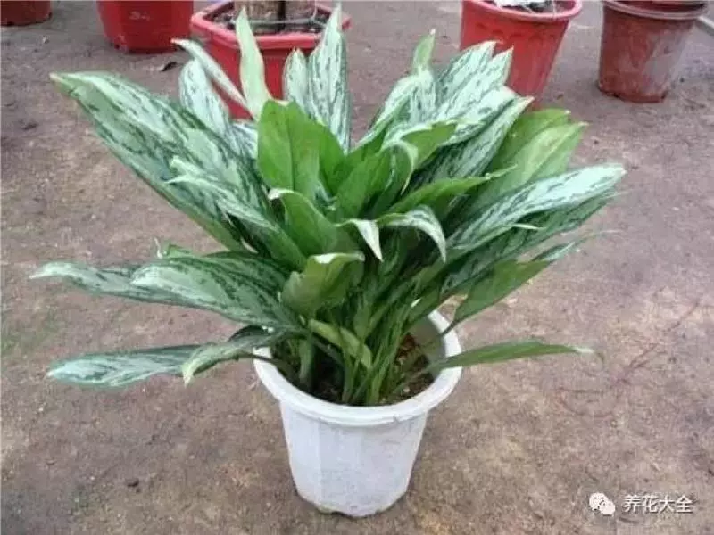 花 盆 裡 面 滴「1 滴 油」,花 1 個 月 就 爆 盆,10 年 不 黃 葉!