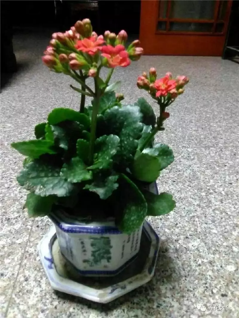 花 盆 裡 面 滴「1 滴 油」,花 1 個 月 就 爆 盆,10 年 不 黃 葉!