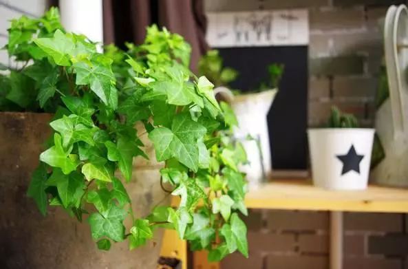 家中必備的8種植物,效果堪比開窗通風