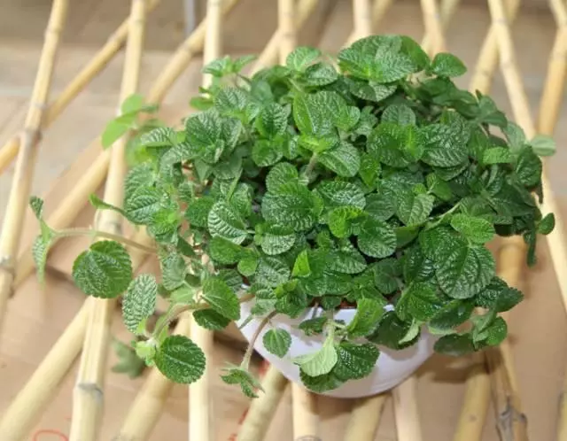 家中必備的8種植物,效果堪比開窗通風