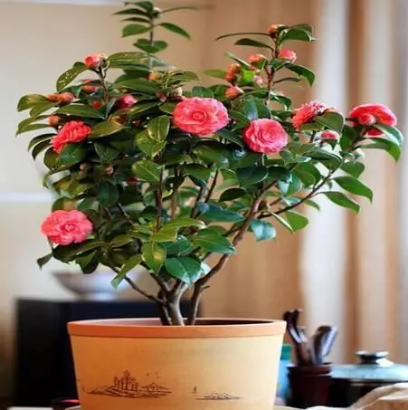 家中必備的8種植物,效果堪比開窗通風