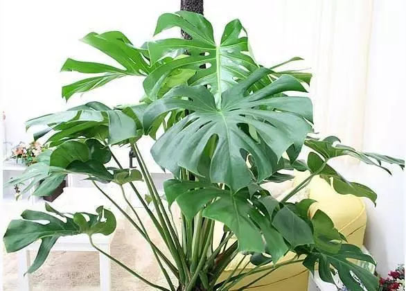 家中必備的8種植物,效果堪比開窗通風