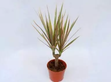 家中必備的8種植物,效果堪比開窗通風