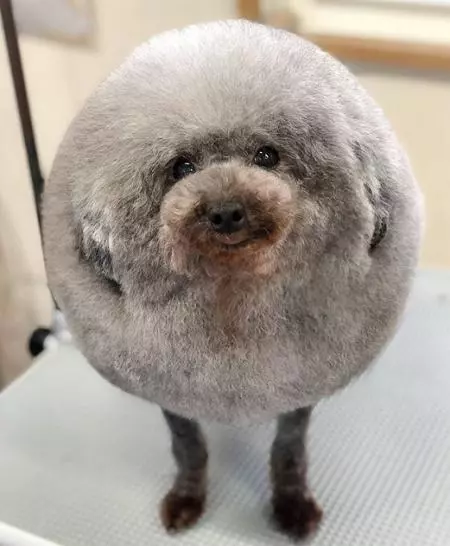 狗狗被帶去剪毛 回來竟變「一顆大毛球」配小短腿超萌♡