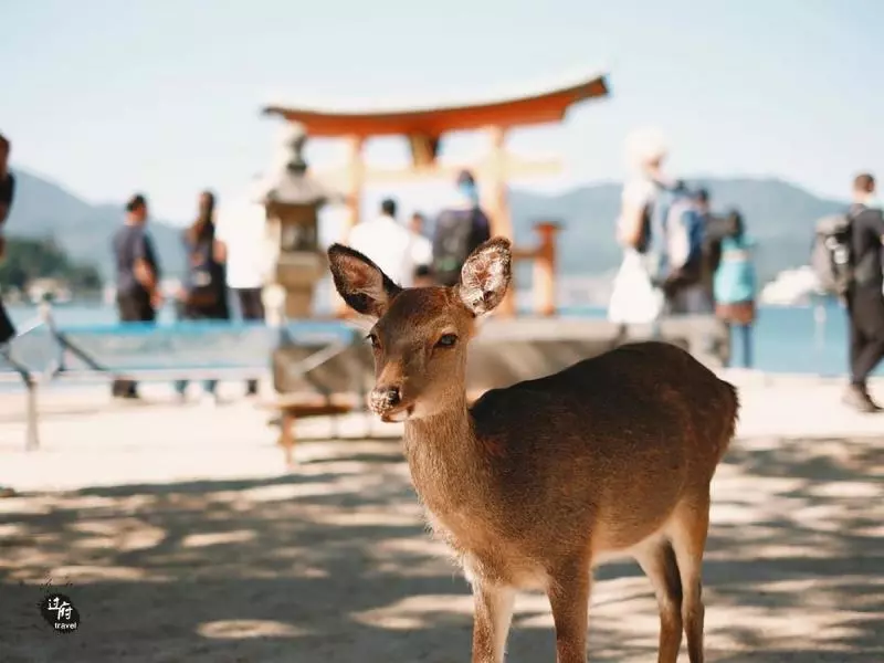 日本人的聖地小島,幾乎沒有中國遊客,沒有出生和死亡