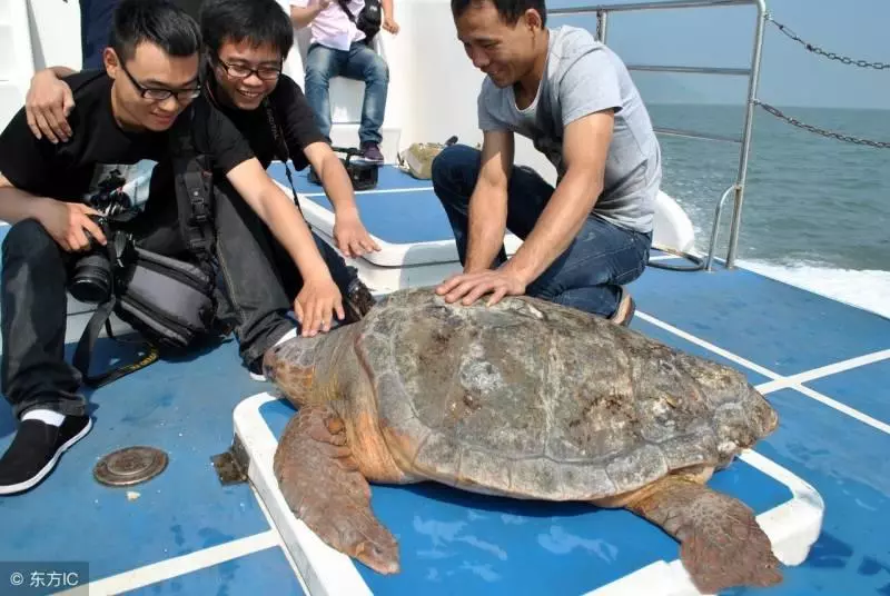 漁民放生意外捕獲的百歲大海龜,豈料發生這樣的一幕,村民驚叫:這是「海龜精」啊!