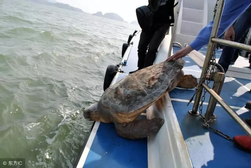 漁民放生意外捕獲的百歲大海龜,豈料發生這樣的一幕,村民驚叫:這是「海龜精」啊!