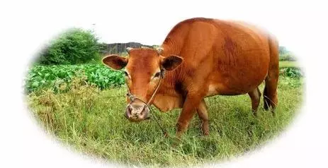 十二生肖取名禁忌:名字起不好,會影響你的一生,想要改變運勢的都看看~