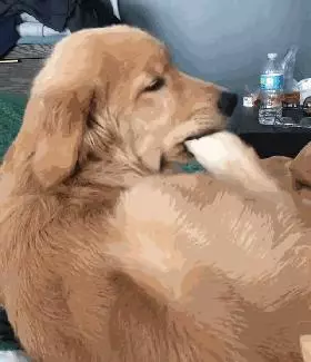 重口味的狗狗愛啃腳?注意!這可能不是怪癖而是疾病