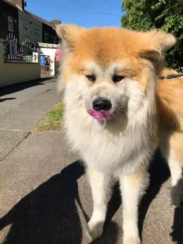 非常可愛的傻狗合集 哈哈哈哈哈笑掉大牙