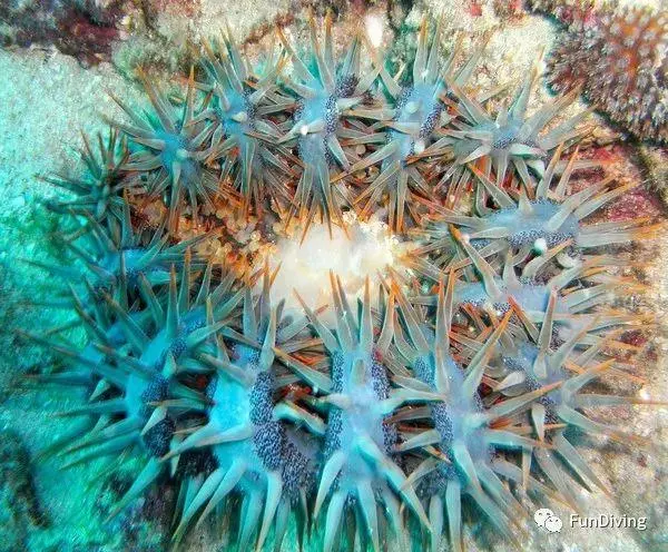 為了保護大堡礁,澳大利亞派出了機器殺手!?
