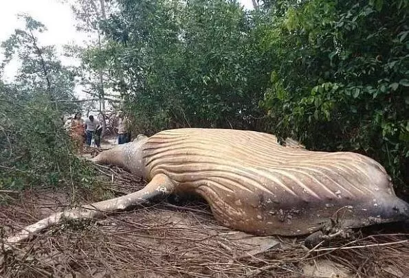 人跡罕至的密林深處驚現深海大鯨魚,它到底是怎麼「遊」到這裡?專家研究後冒汗:原因不簡單