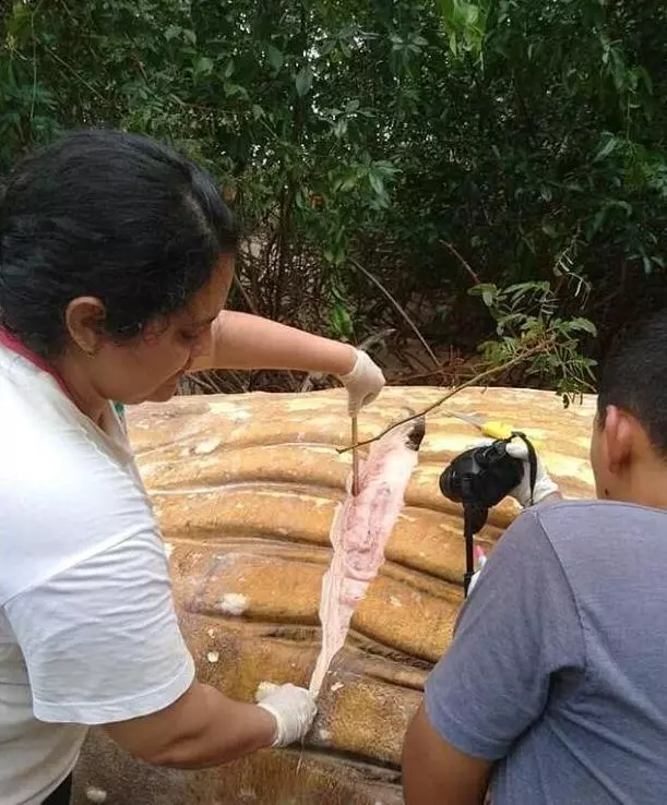 人跡罕至的密林深處驚現深海大鯨魚,它到底是怎麼「遊」到這裡?專家研究後冒汗:原因不簡單