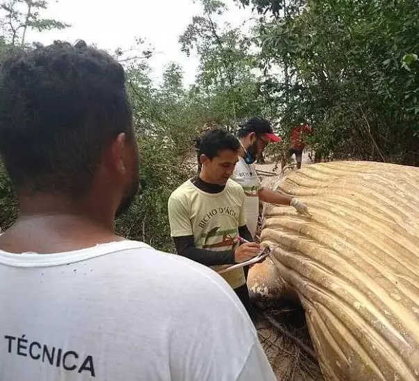 人跡罕至的密林深處驚現深海大鯨魚,它到底是怎麼「遊」到這裡?專家研究後冒汗:原因不簡單